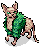 Modische Sphynx Fifi