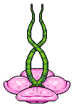Hängende Liebesblume