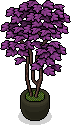 Violette Hauspflanze