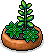 Grüne fleischige Pflanze